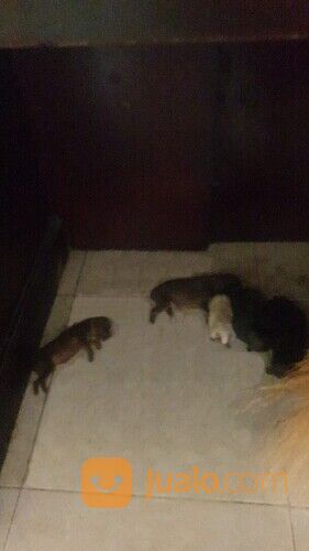 Anak Anjing Baru Lahir Lokasi Surabaya
