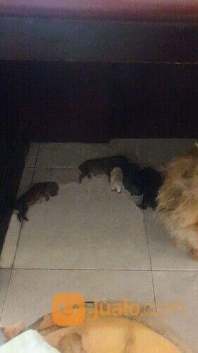 Anak Anjing Baru Lahir Lokasi Surabaya