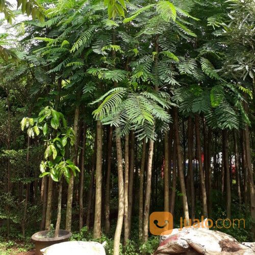 Pohon trembesi 081292127731