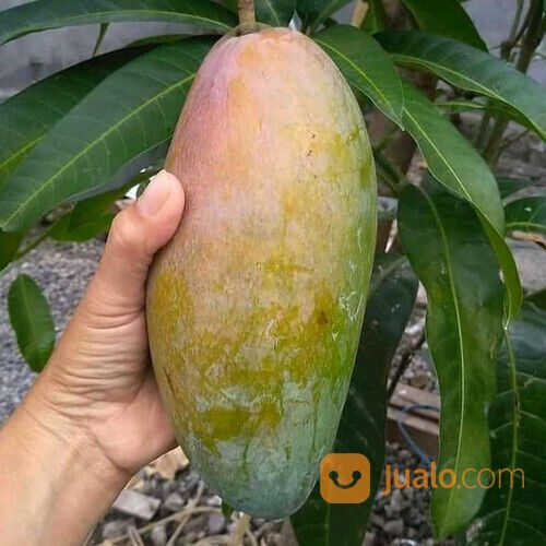 Bibit Tanaman Mangga Kiojay - Buahnya Jumbo | WA 0822-1683-3431