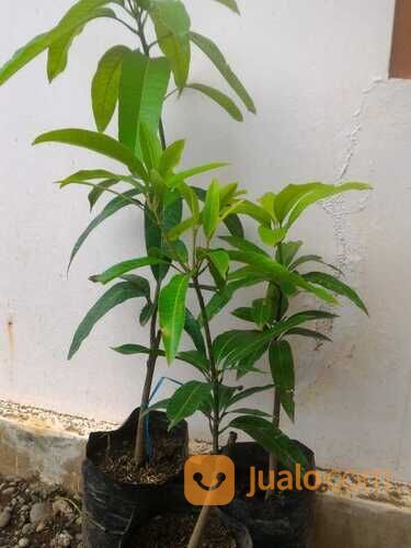 Bibit Tanaman Mangga Kiojay - Buahnya Jumbo | WA 0822-1683-3431