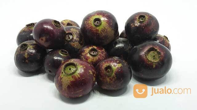 Bibit Tanaman Buah Gowok / Buah Kupa Si Buah Langka