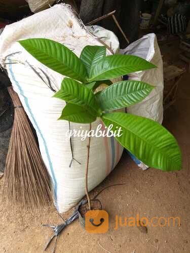 Bibit Tanaman Buah Gowok / Buah Kupa Si Buah Langka