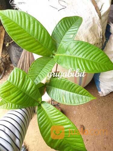 Bibit Tanaman Buah Gowok / Buah Kupa Si Buah Langka