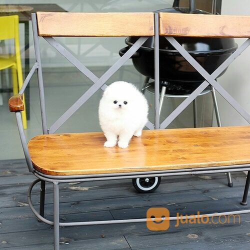 Anjing Super Mini Pom
