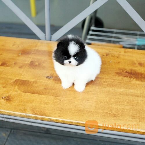 Anjing Super Mini Pom