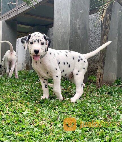 Anjing Dalmatian