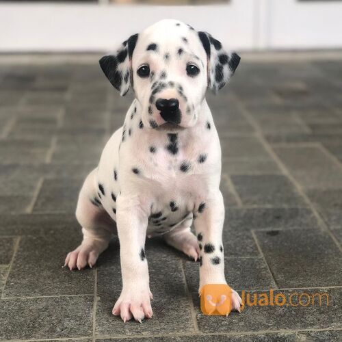 Anjing Dalmatian