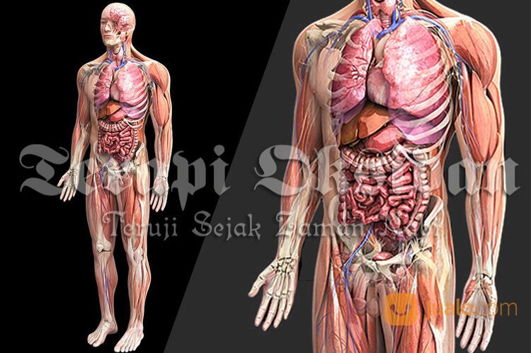 Bekam Batam Ruqyah Batam Bengkel Manusia Indonesia