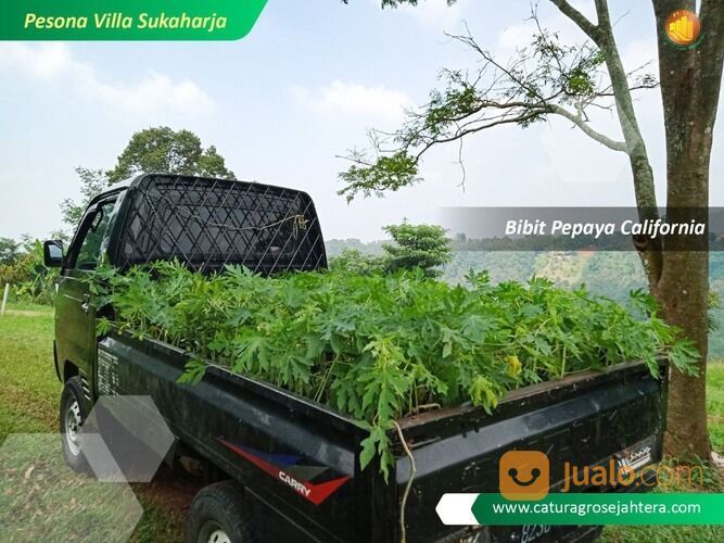 Tanah Kebun Produktif dengan View Pemandangan Gunung Pancaniti Bogor