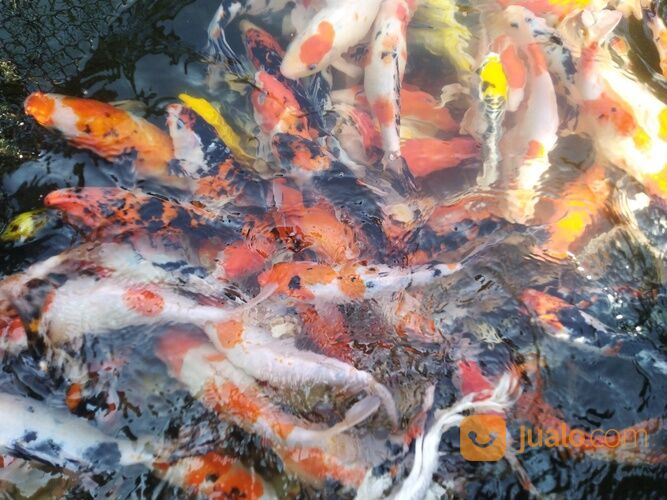KOI KILOAN CIRATA