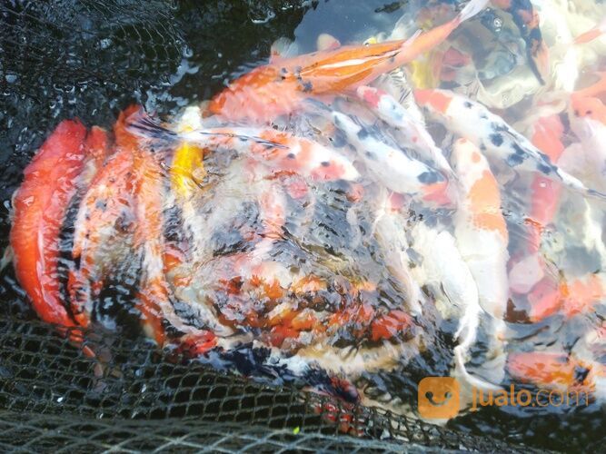 KOI KILOAN CIRATA