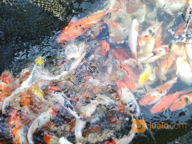KOI KILOAN CIRATA