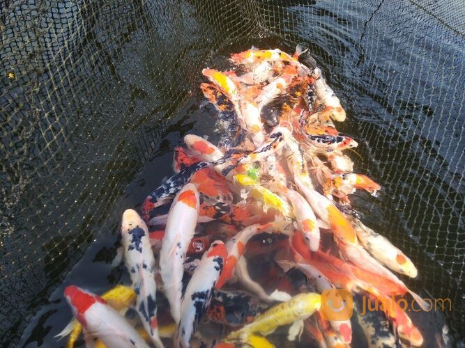 KOI KILOAN CIRATA