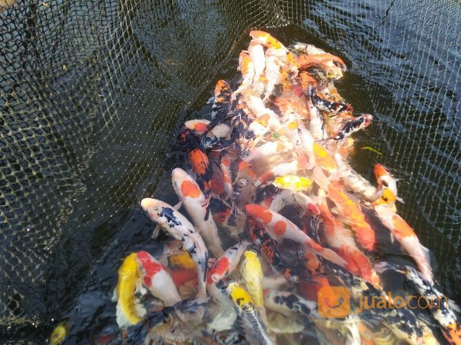KOI KILOAN CIRATA