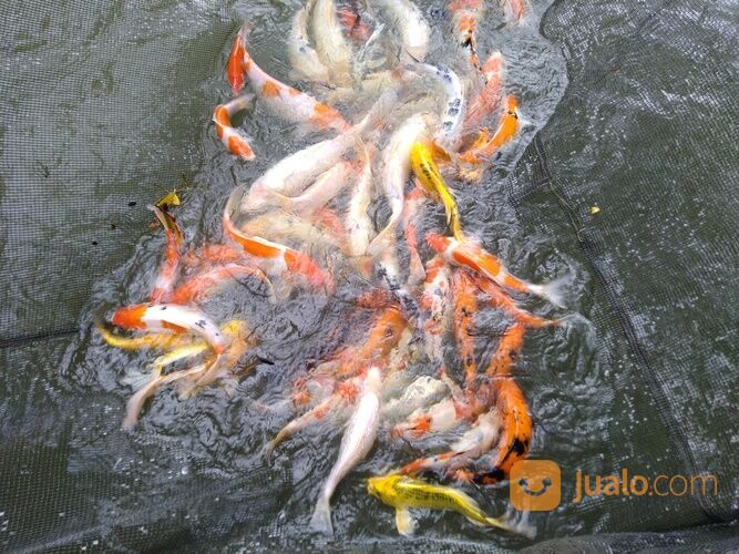 KOI KILOAN CIRATA
