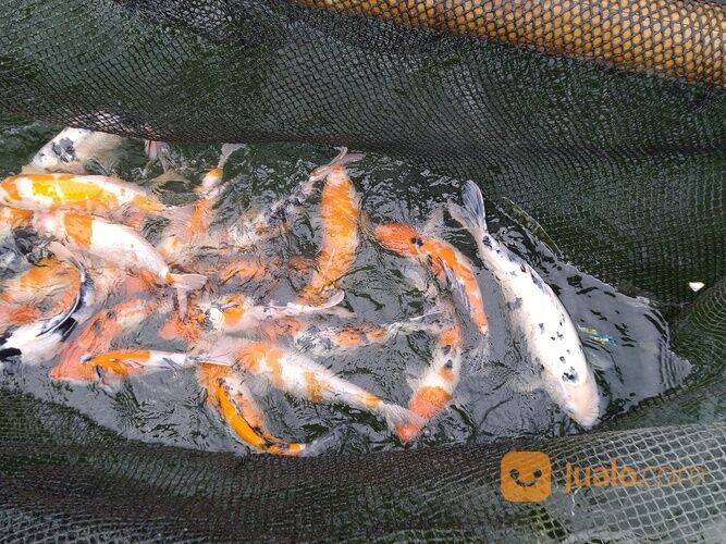 KOI KILOAN CIRATA