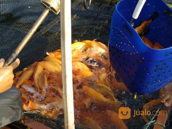 IKAN MAS MERAH, KUNING, ORANGE