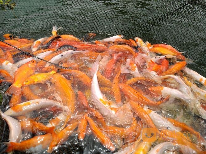 IKAN MAS MERAH, KUNING, ORANGE