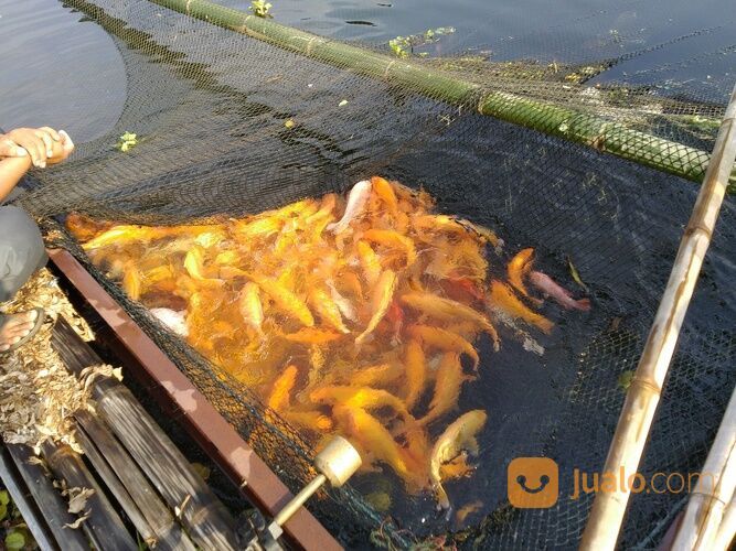 IKAN MAS MERAH, KUNING, ORANGE