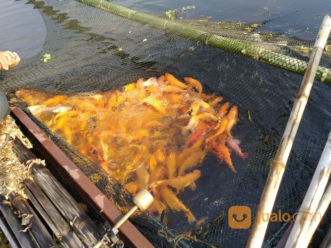 IKAN MAS MERAH, KUNING, ORANGE