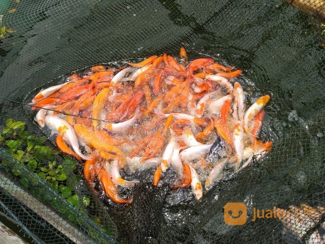 IKAN MAS MERAH, KUNING, ORANGE