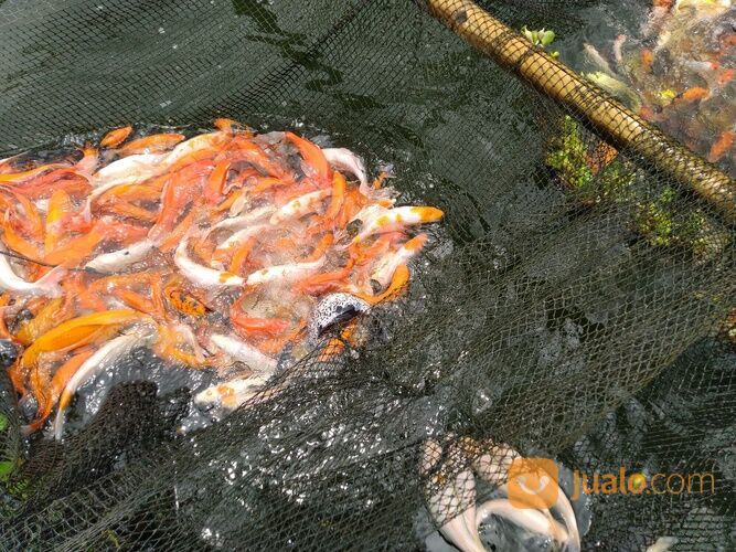 IKAN MAS MERAH, KUNING, ORANGE