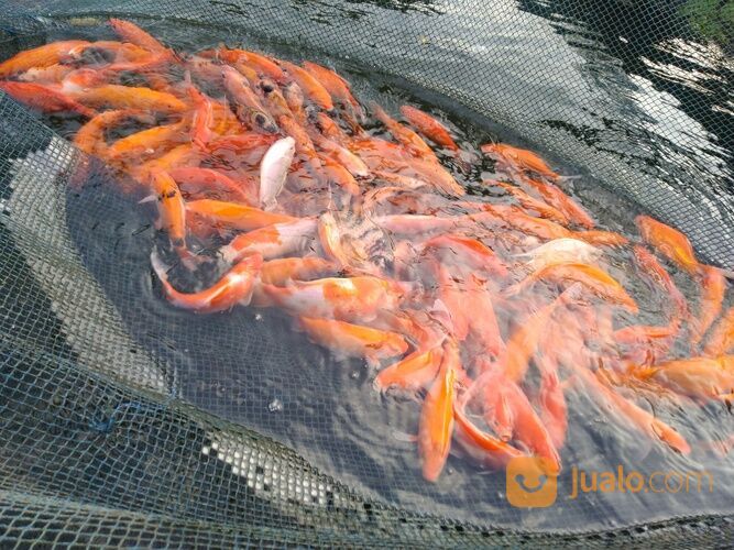 IKAN MAS MERAH, KUNING, ORANGE