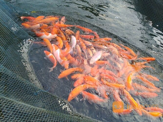 IKAN MAS MERAH, KUNING, ORANGE