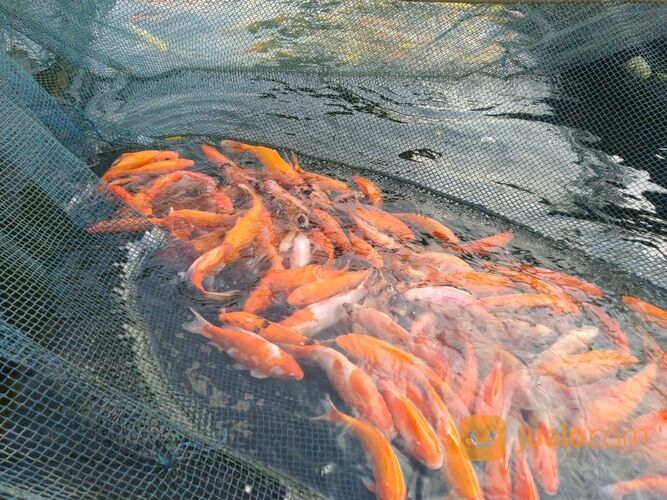 IKAN MAS MERAH, KUNING, ORANGE