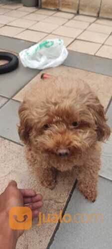 Jasa Grooming Kucing & Anjing