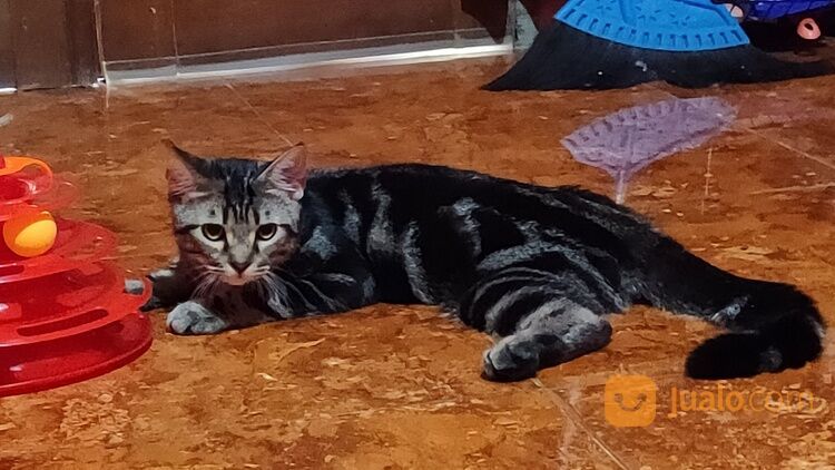 Kucing Persia medium dan kucing Persia shorthair