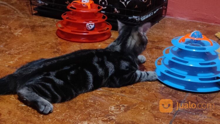 Kucing Persia medium dan kucing Persia shorthair