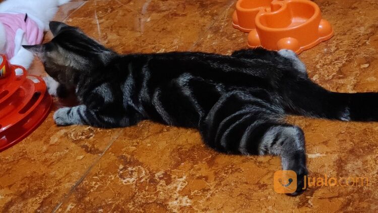 Kucing Persia medium dan kucing Persia shorthair