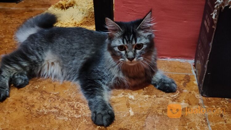 Kucing Persia medium dan kucing Persia shorthair