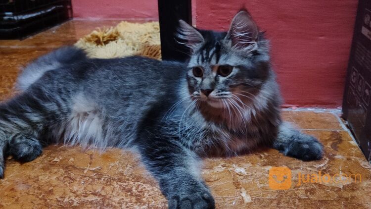 Kucing Persia medium dan kucing Persia shorthair