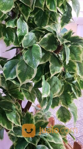 Pohon tanaman plastik