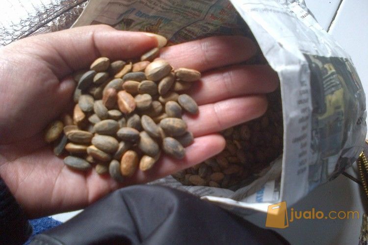 Agen Jual BIJI POLOKYO ASLI TIONGKOK BIJI POLOKIO