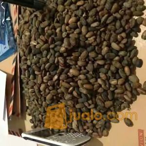 Agen Jual BIJI POLOKYO ASLI TIONGKOK BIJI POLOKIO