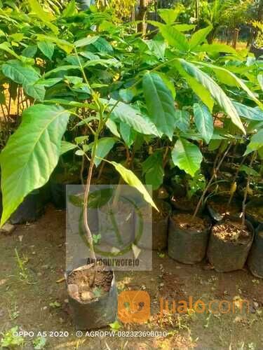 Bibit Tanaman Kayu Majegau I majagau I Mejegau - Tanaman Khas Bali