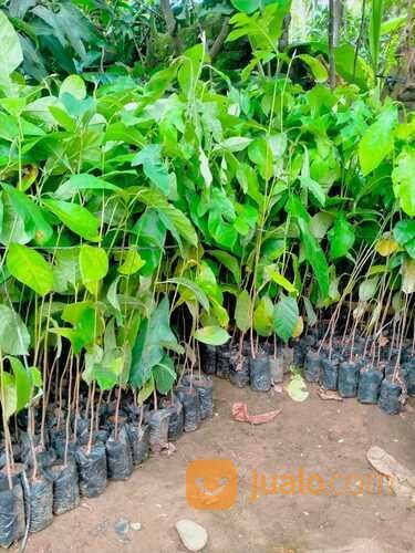 Bibit Tanaman Benda, Bendo, terap, peluntan, Artocarpus elastiscus