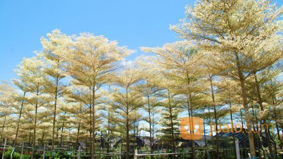 Pohon Ketapang Kabupaten Jombang Unggul 081272952618 Bergaransi