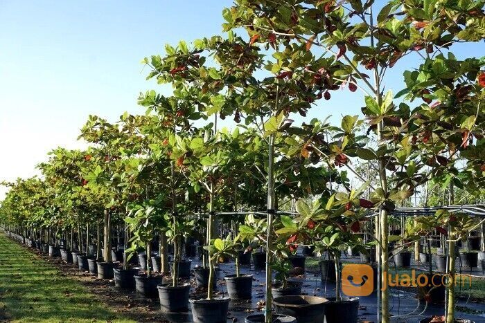 Pohon Ketapang Kabupaten Jombang Unggul 081272952618 Bergaransi