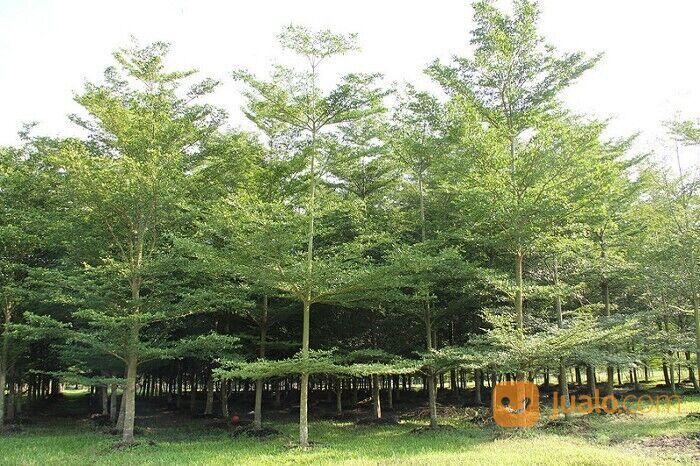Pohon Ketapang Kabupaten Jombang Unggul 081272952618 Bergaransi