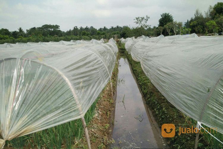 Plastik Sungkup Tanaman Bahan Original Termurah