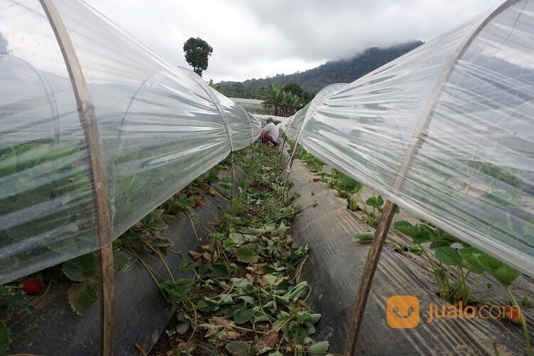 Plastik Sungkup Tanaman Bahan Original Termurah