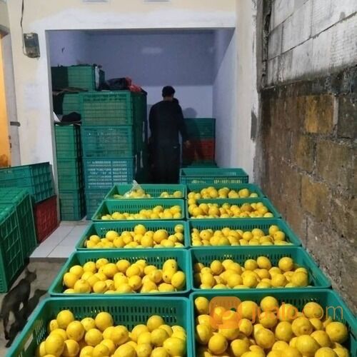 JERUK LEMON CALIFORNIA GROSIR DAN ECERAN