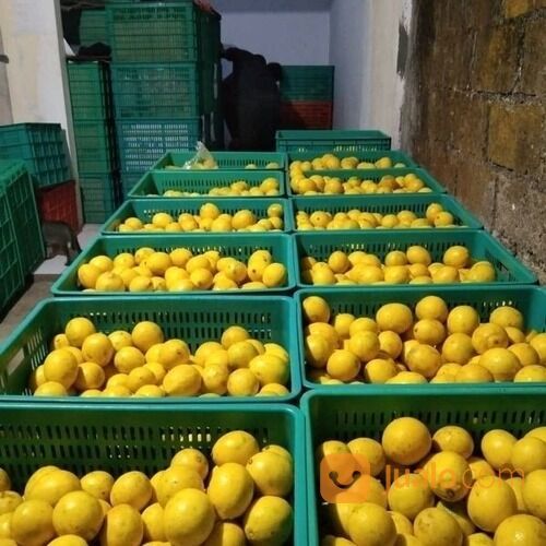 JERUK LEMON CALIFORNIA GROSIR DAN ECERAN