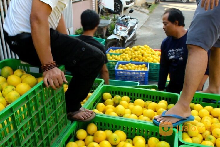 JERUK LEMON CALIFORNIA GROSIR DAN ECERAN