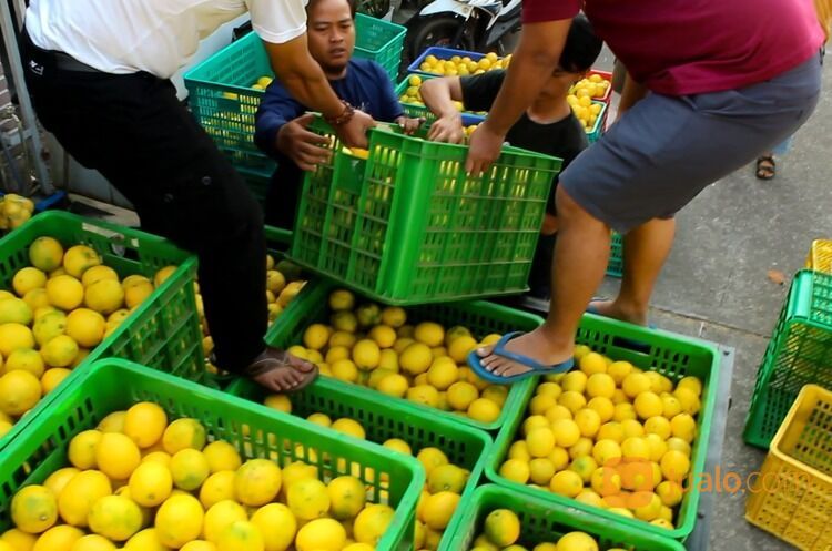 JERUK LEMON CALIFORNIA GROSIR DAN ECERAN